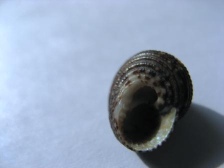 Che cos''� Clanculus crociatus?